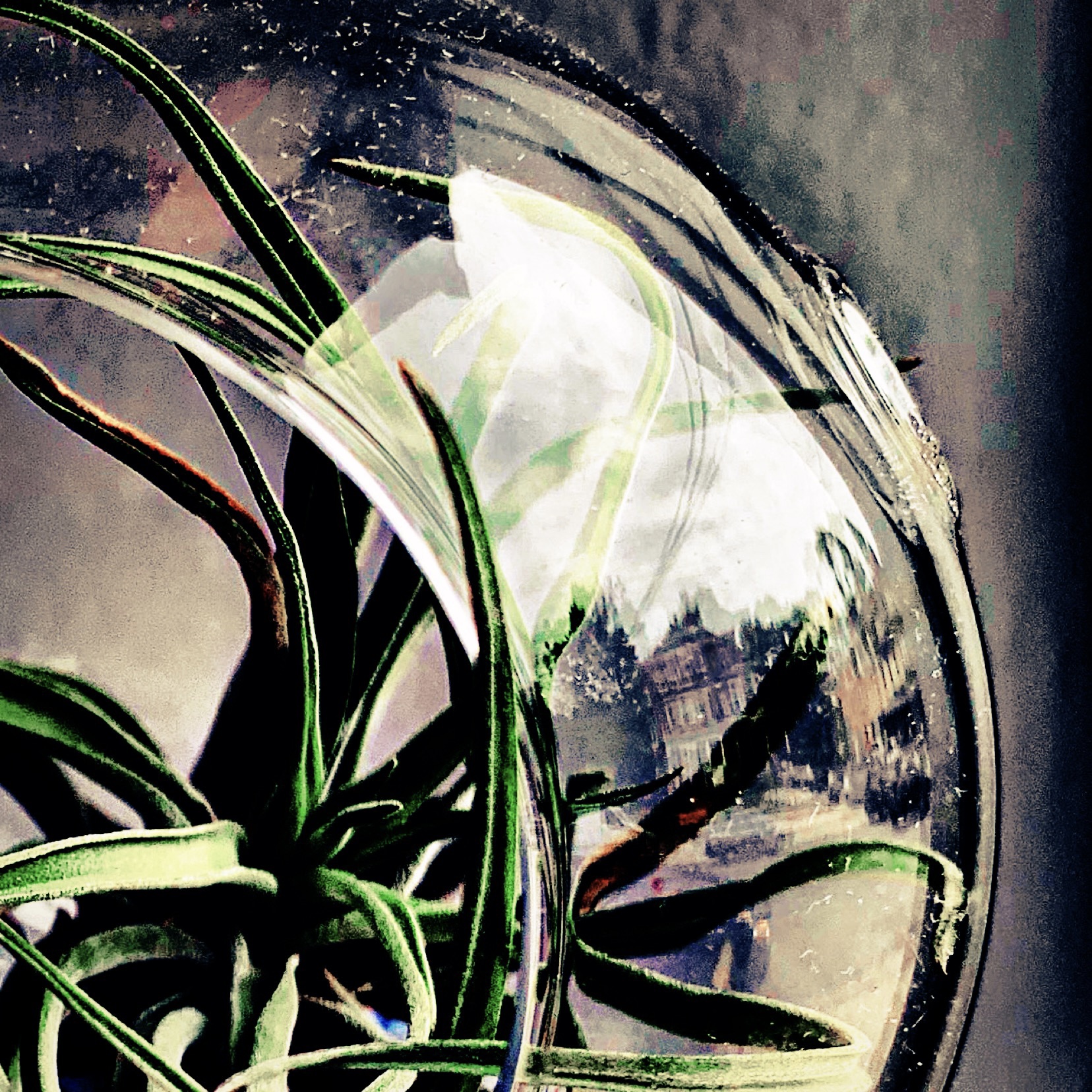 Macro photograph taken by Omi Masika of an air plant in an air plant glass bulb. In the glass, you can see the reflection of a building.